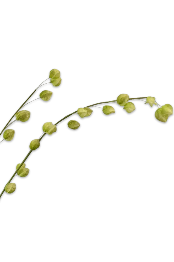 physalis tak