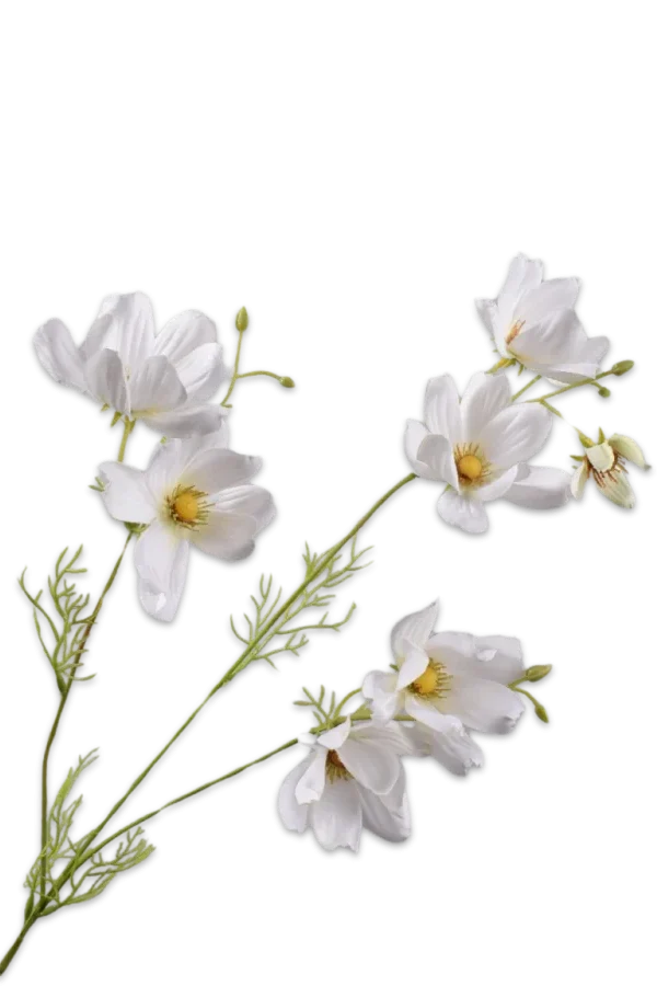 cosmos tak wit