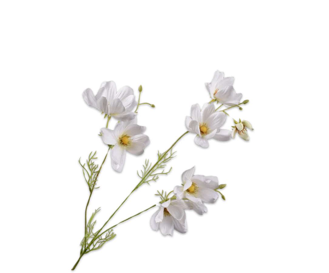 cosmos tak wit
