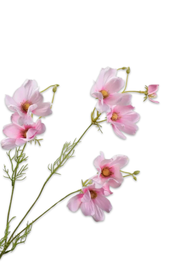 cosmos roze
