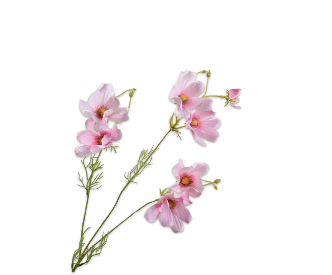 cosmos roze
