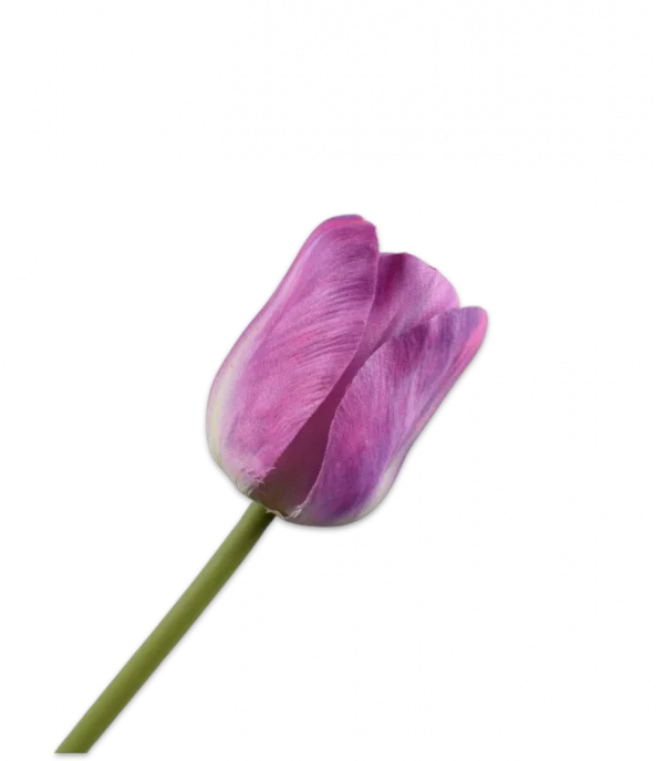 Paarse tulp - Silk-ka - H64 cm