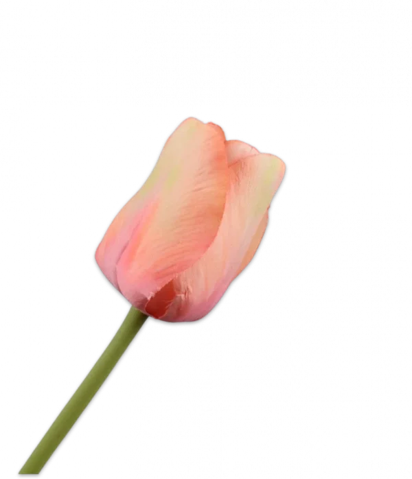 Perzik tulp - Silk-ka - H64 cm