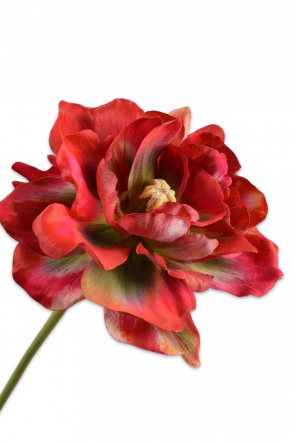 silka tulp