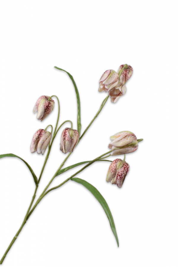 silkka fritillaria