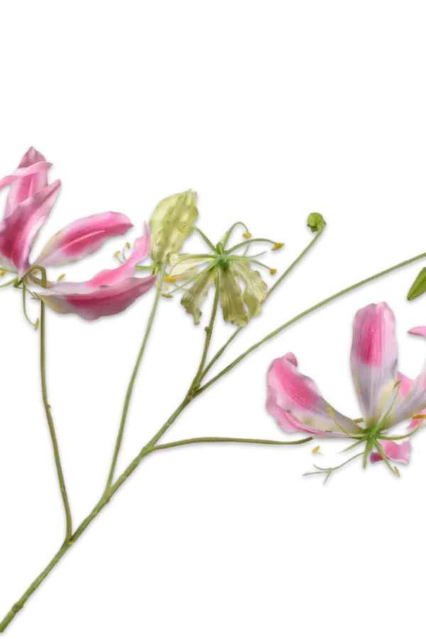 gloriosa roze