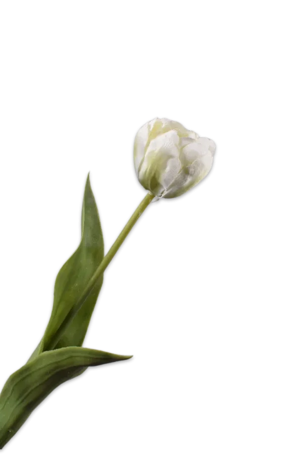 witte silk-ka tulp