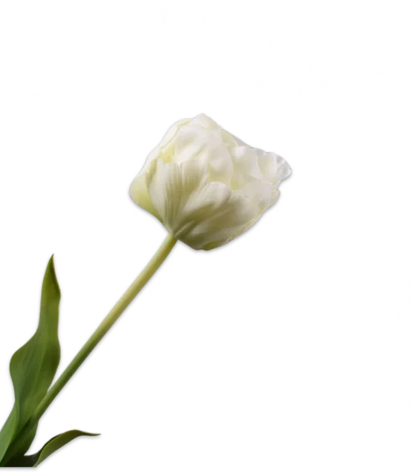 Witte tulp - Silk-ka Real Touch - H66 cm