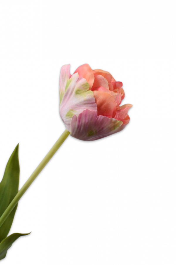 silkka tulp