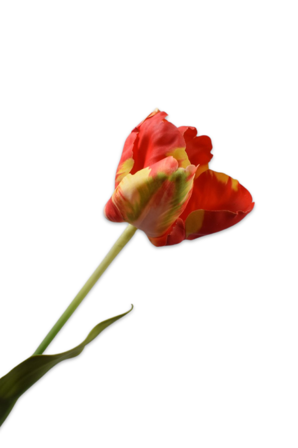tulp rood