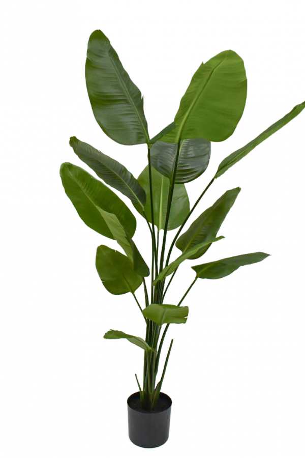 zijden strelitzia silkka