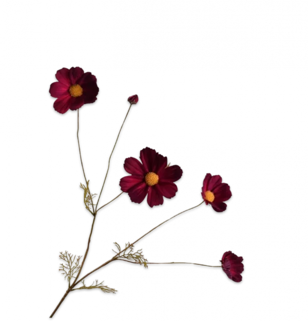 Cosmos bordeaux Silk-ka - H92 cm