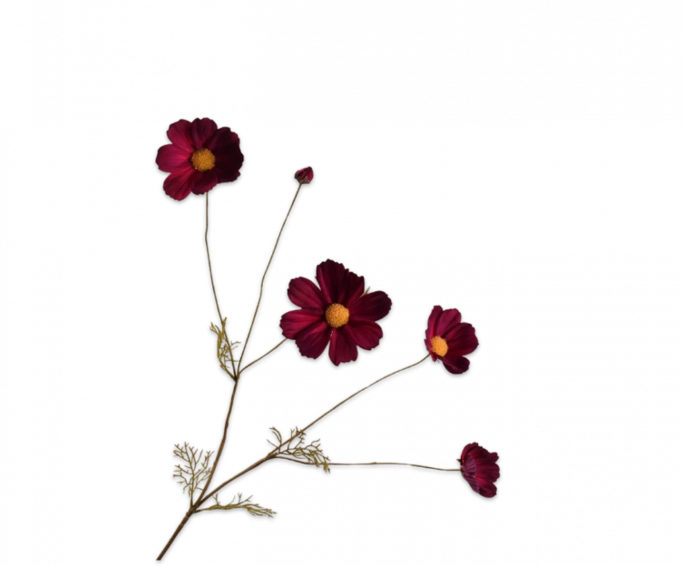 Cosmos bordeaux Silk-ka - H92 cm