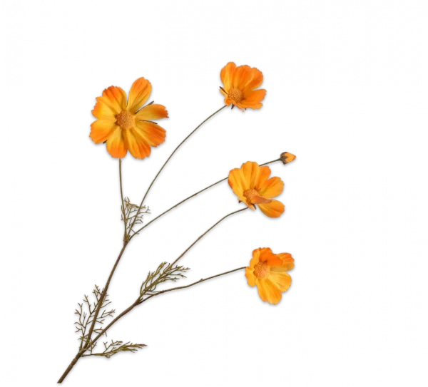 Cosmos oranje Silk-ka - H92 cm