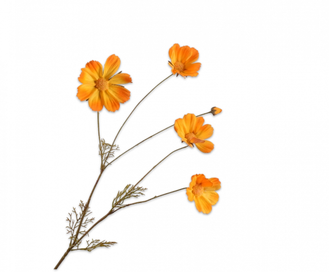 Cosmos oranje Silk-ka - H92 cm