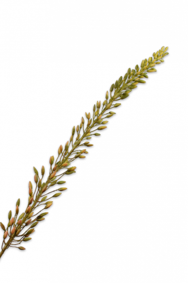 Eremurus bruin Silk-ka - H118 cm