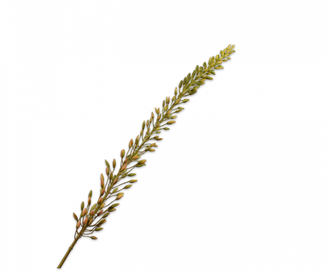 Eremurus bruin Silk-ka - H118 cm