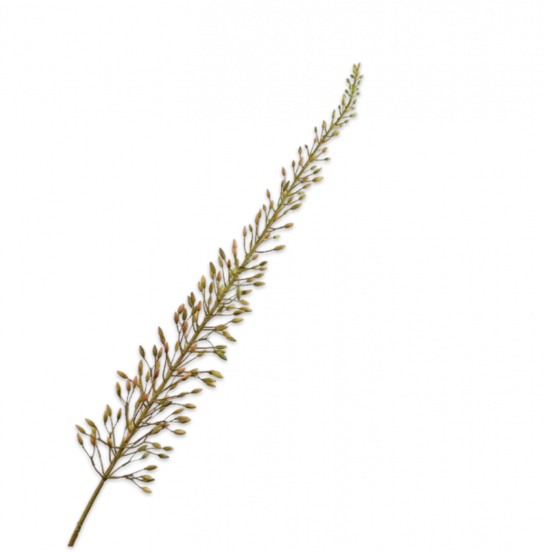 Eremures groen Silk-ka - H162 cm