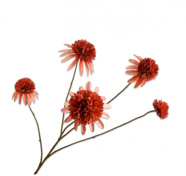 Rudbeckia oranje rood Silk-ka - H90 cm