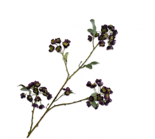 Helleborus bordeaux paars Silk-ka - H100 cm