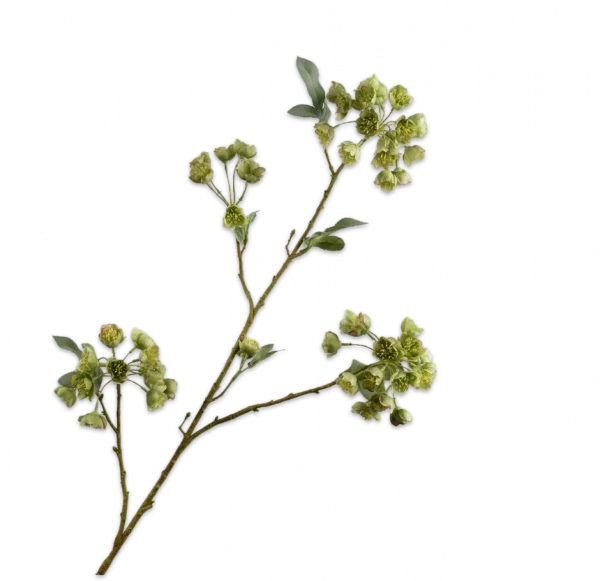 Helleborus groen Silk-ka - H100 cm