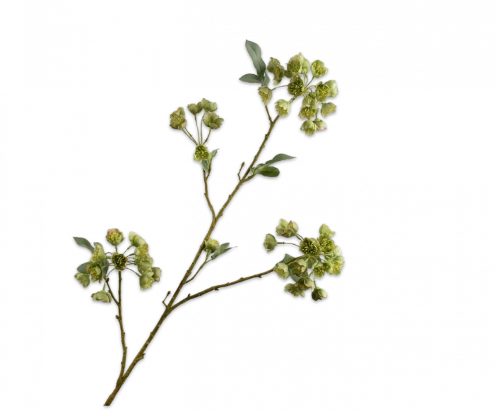 Helleborus groen Silk-ka - H100 cm