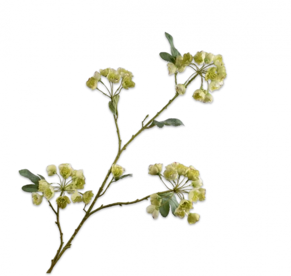 Helleborus beige groen Silk-ka - H100 cm