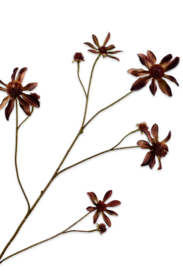 Rudbeckia burgundy Silk-ka - H91 cm
