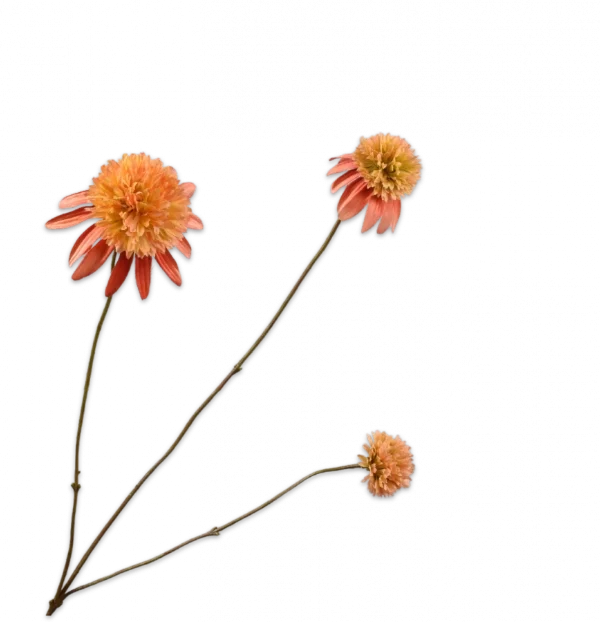 Rudbeckia zalm Silk-ka - H66 cm