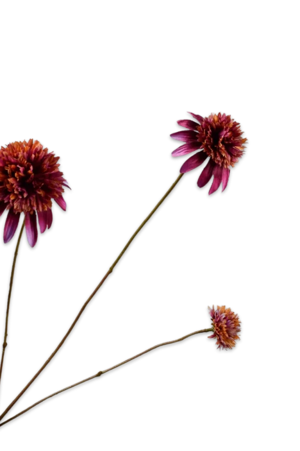 Rudbeckia paars Silk-ka - H66 cm