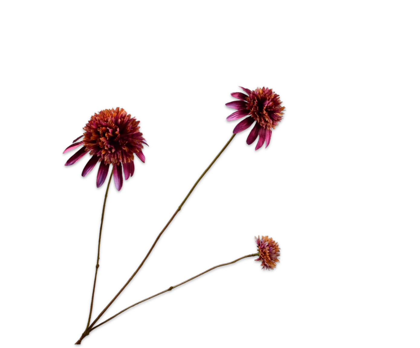 Rudbeckia paars Silk-ka - H66 cm