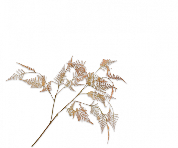 Asparagus tak oranje Silk-ka - H113 cm