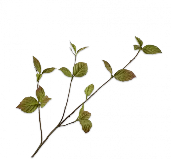 silk-ka groene tak