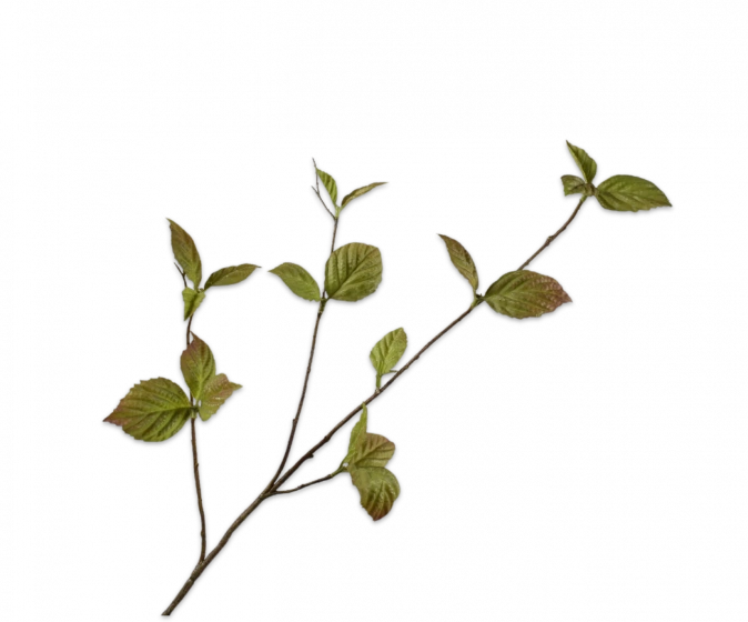 silk-ka groene tak