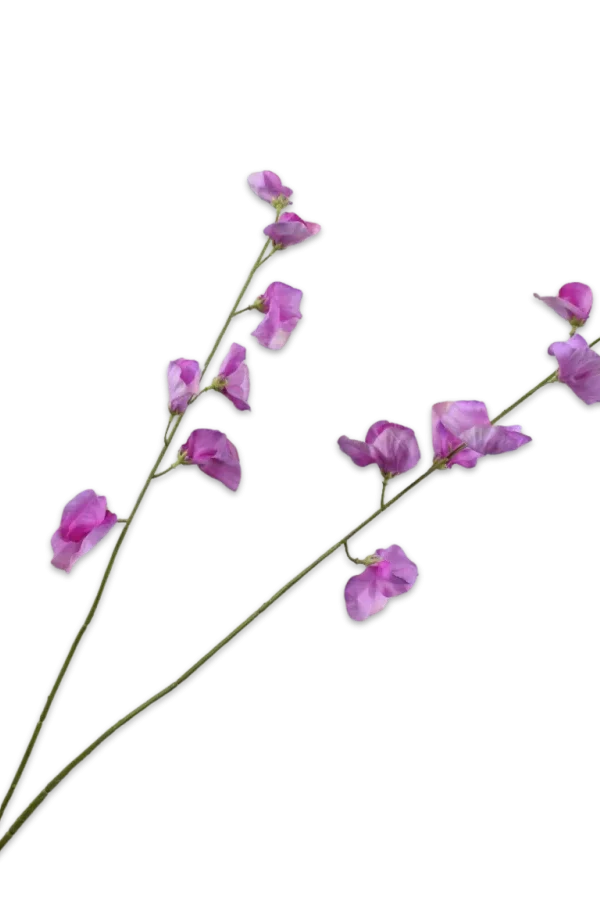 lathyrus roze
