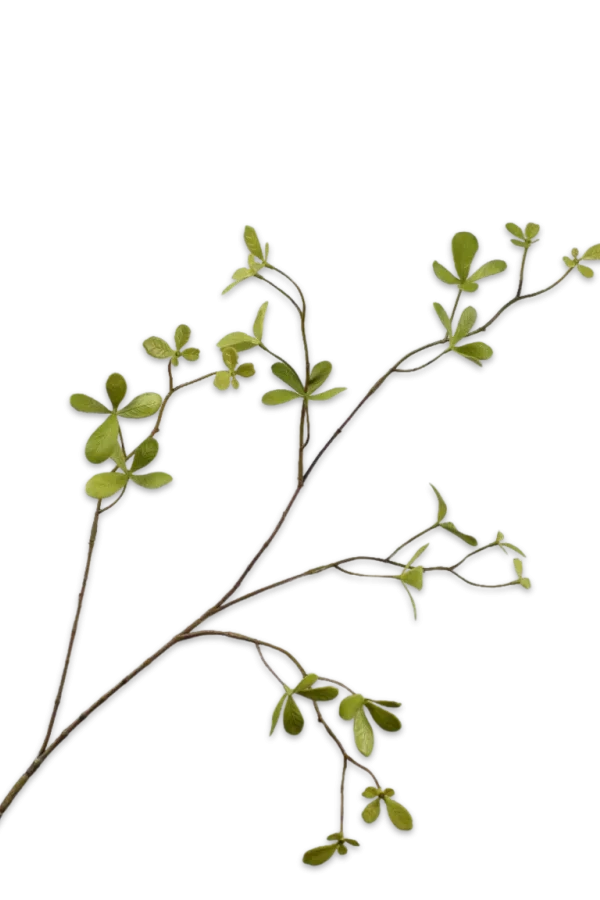 bucida silk-ka groene tak