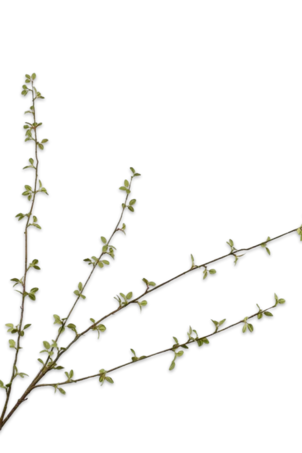 groene tak silk-ka