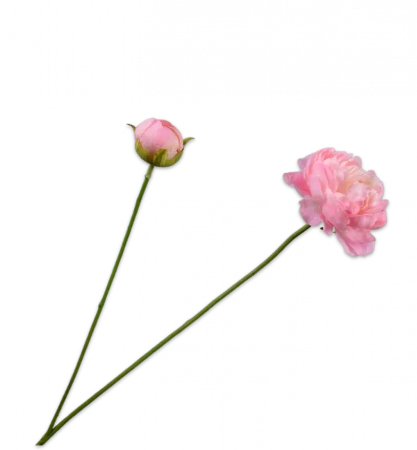ranonkel zacht roze silk-ka