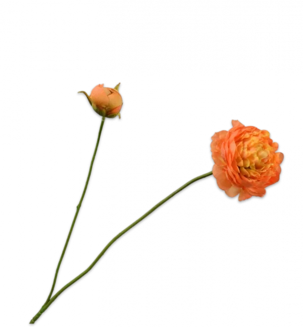 silkka oranje ranonkel