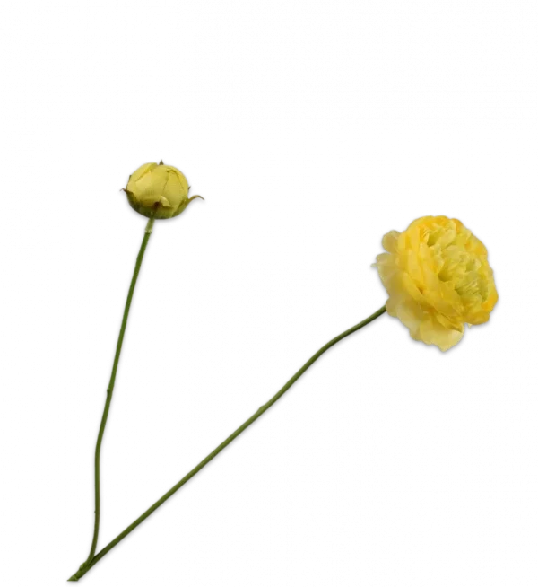 silk-ka ranonkel geel