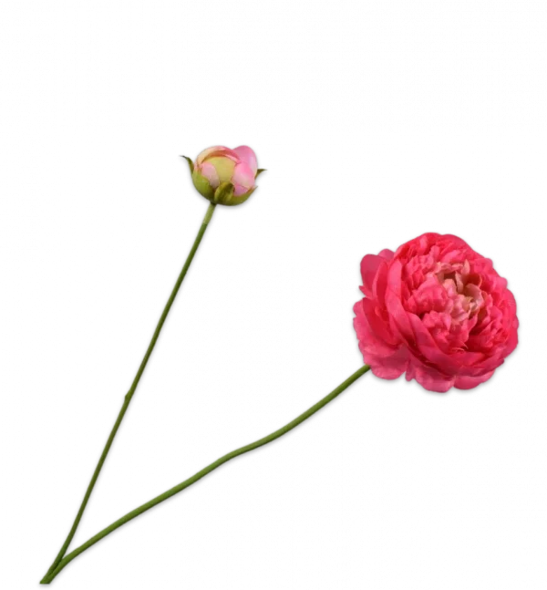 silk-ka ranonkel
