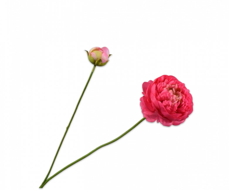 silk-ka ranonkel