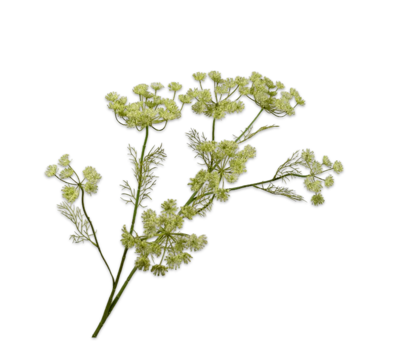dille groen