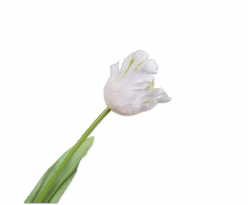 Papegaai tulp wit – Silk-ka Real Touch – H61 cm