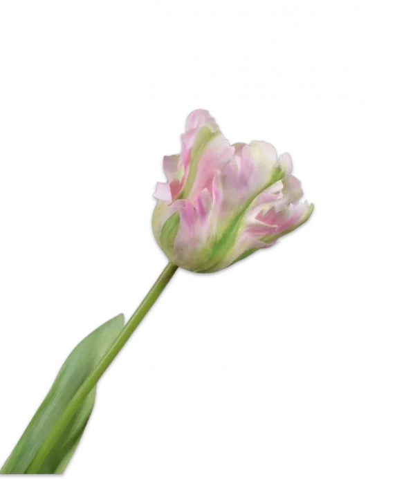 Papegaai tulp roze groen – Silk-ka Real Touch – H61 cm