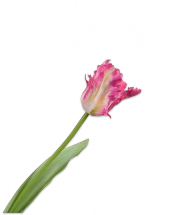 Papegaai tulp roze - Silk-ka Real Touch - H61 cm