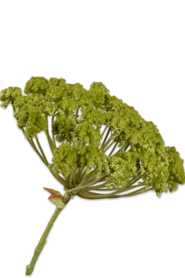 dille groen