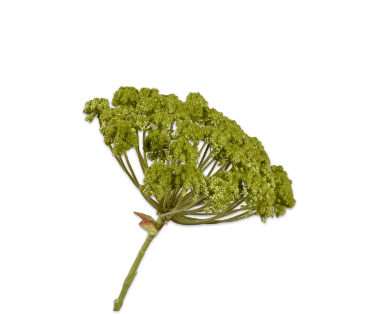 dille groen