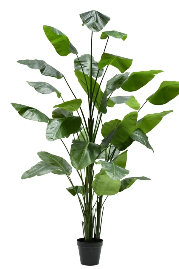 Strelitzia Silk-ka - H300 cm