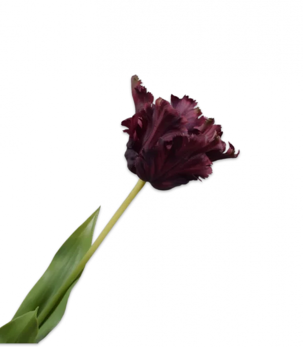 Bordeaux tulp - Silk-ka Real Touch - H71 cm